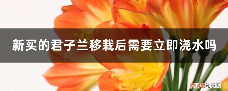 刚移栽的君子兰需要浇水吗 新买的君子兰移栽后需要立即浇水吗