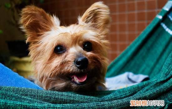 狗狗真菌能治好吗 狗真菌能治愈吗