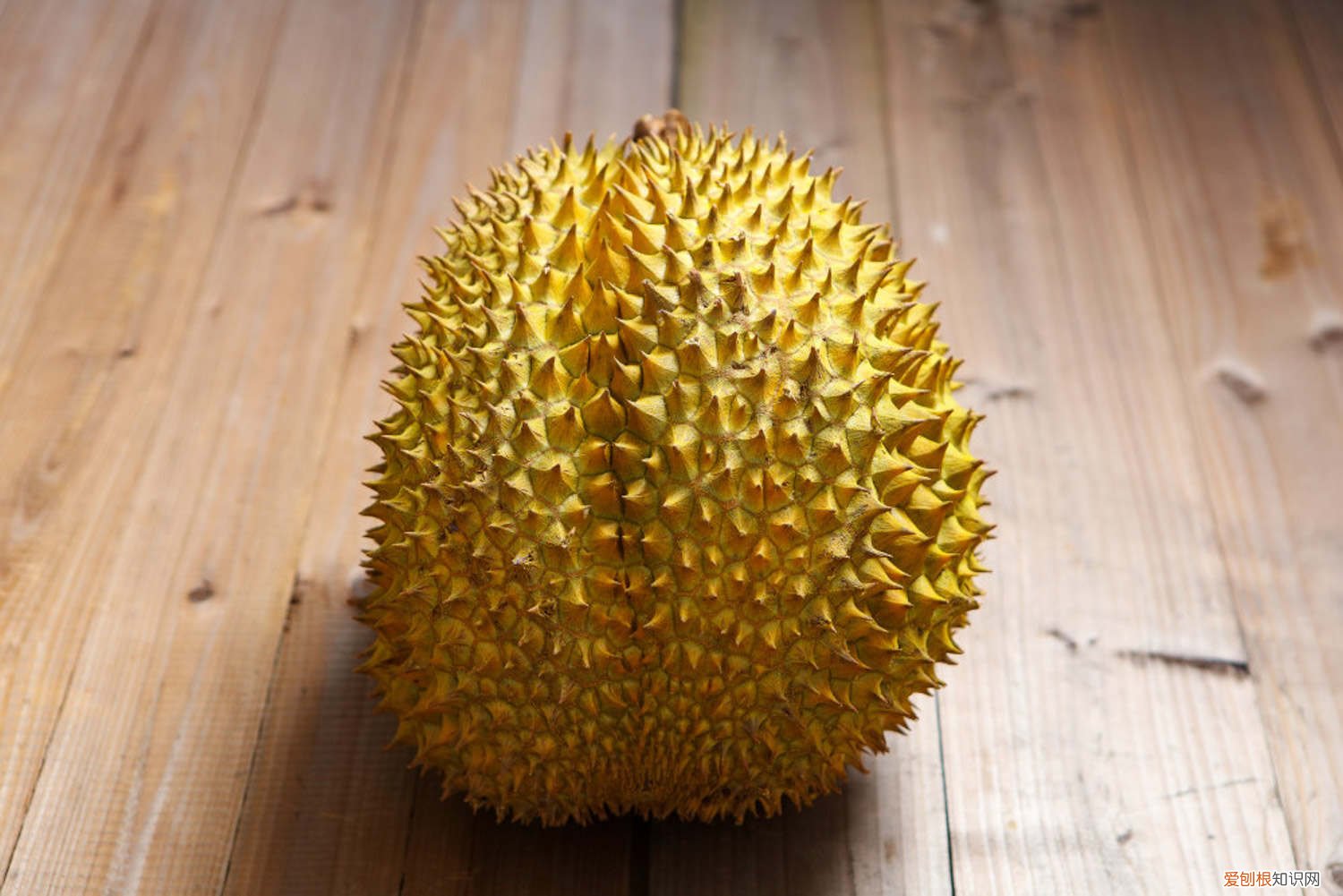 榴莲是在树上还是在地上生长 榴莲生长在什么地方，长在树上还是地上