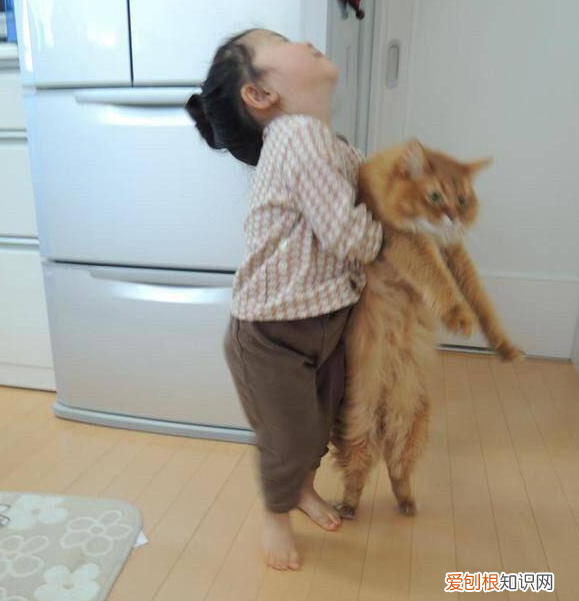 橘猫好吃懒做 橘猫为什么这么懒