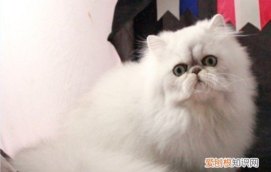 十大贵族猫 你的猫属于贵族猫吗？