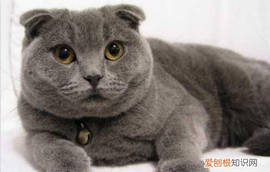 十大贵族猫 你的猫属于贵族猫吗？