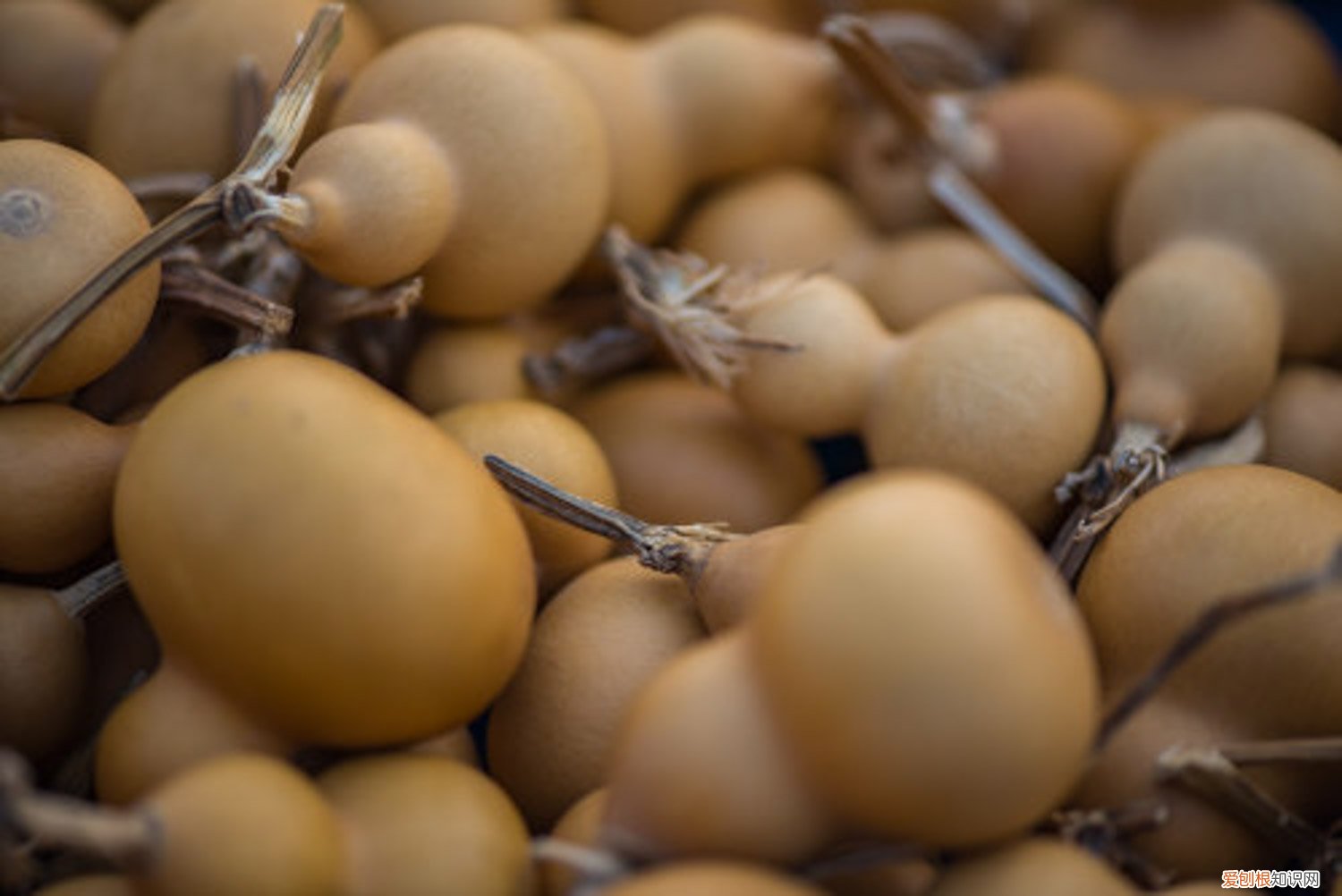 葫芦生长过程,葫芦图片怎么画 葫芦生长过程,葫芦图片