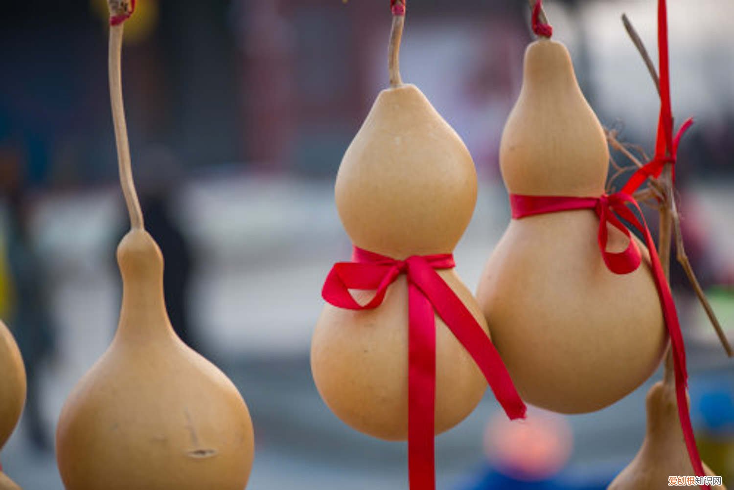 葫芦生长过程,葫芦图片怎么画 葫芦生长过程,葫芦图片