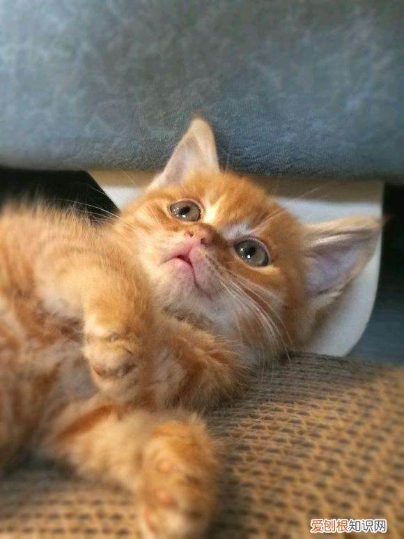 橘猫为什么爱吃鱼呢 橘猫为什么爱吃鱼