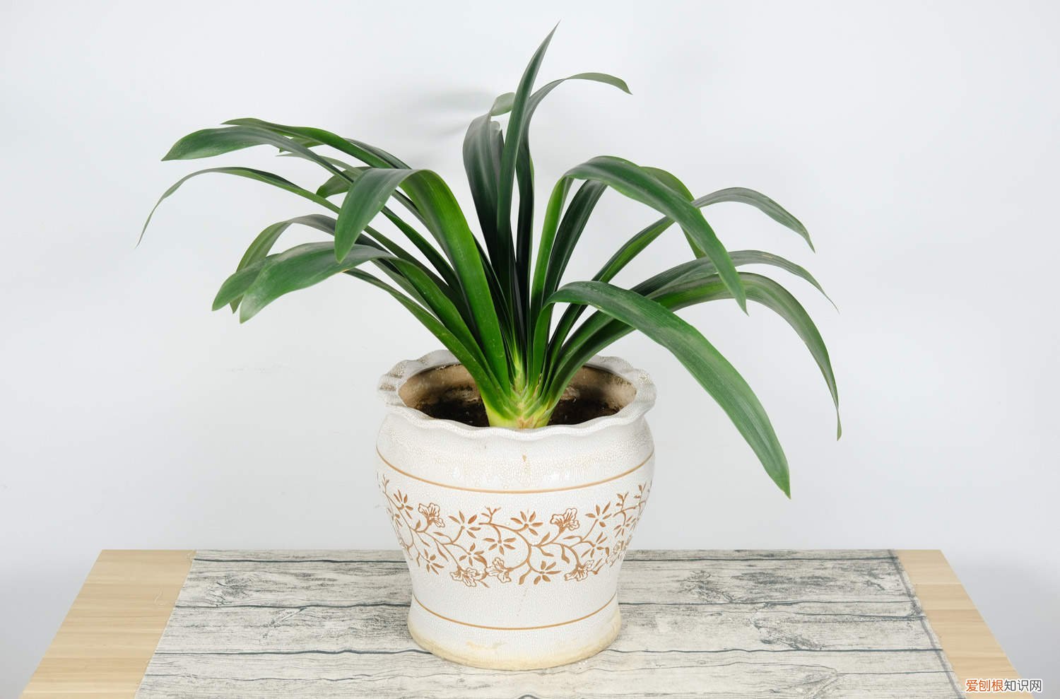 君子兰首次盆栽什么时候浇水 新买的君子兰移栽后什么时候浇水好