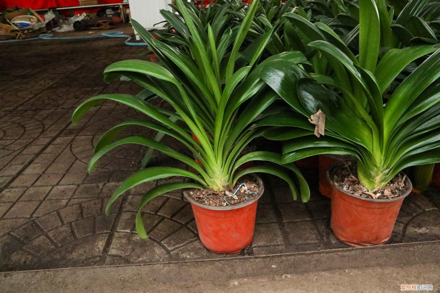 君子兰首次盆栽什么时候浇水 新买的君子兰移栽后什么时候浇水好