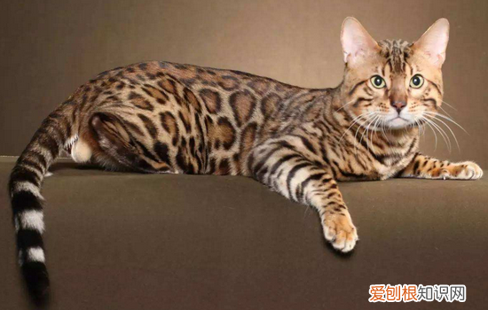 十大最贵名猫 你的猫进入到这个有钱猫的榜单了吗?