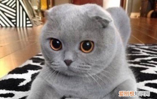 十大最贵名猫 你的猫进入到这个有钱猫的榜单了吗?