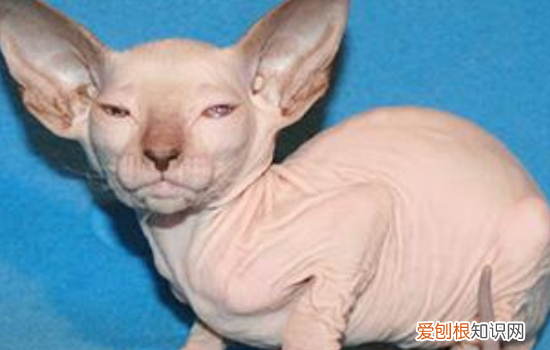 十大最贵名猫 你的猫进入到这个有钱猫的榜单了吗?