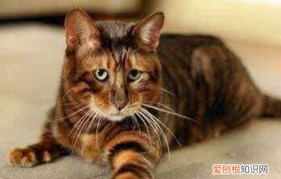 十大最贵名猫 你的猫进入到这个有钱猫的榜单了吗?