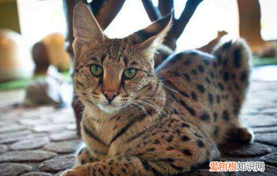 十大名贵猫 你的猫足够名贵吗?