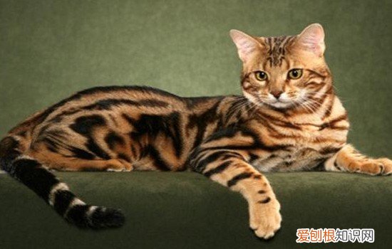 十大名贵猫 你的猫足够名贵吗?