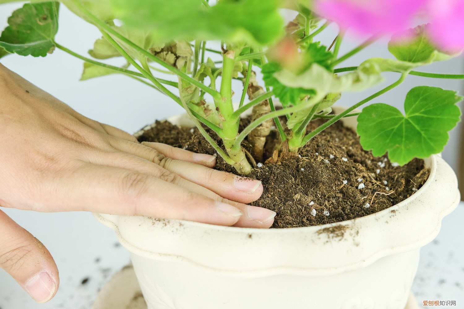 天竺葵扦插方法与时间及注意 天竺葵扦插方法与时间