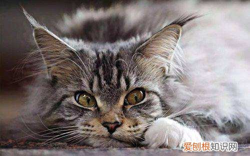 缅因猫多少钱一只希望你的钱包能Hold住！
