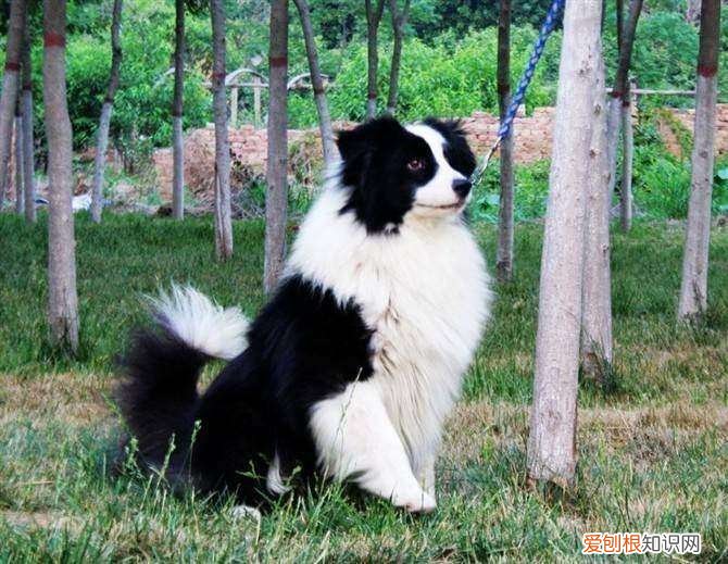 陨石边境牧羊犬价格 边境牧羊犬陨石价格