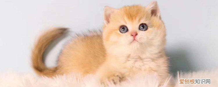 什么是蓝金渐层 蓝金渐层如何培育?