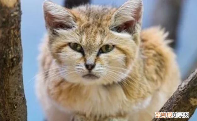 世界禁养名猫 原来还有它！