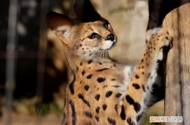 世界禁养名猫 原来还有它！