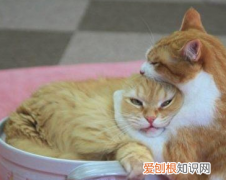 为什么橘猫只长肚子 橘猫为什么只胖肚子