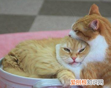 为什么橘猫只长肚子 橘猫为什么只胖肚子