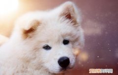 犬瘟一般多少天死亡的 犬瘟一般多少天死亡