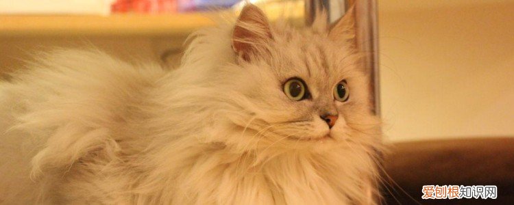 价格1000左右的猫 猫咪的价格是有所不同的，这些可以选择！