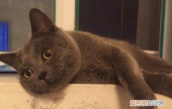 价格1000左右的猫 猫咪的价格是有所不同的，这些可以选择！