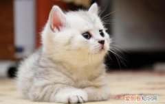 怎么确定猫认主人了 你的猫咪有对你做这样的事情吗？