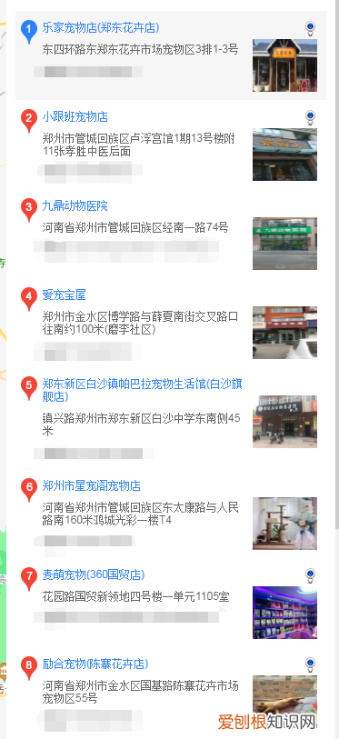 郑州买泰迪 郑州在什么地方买泰迪