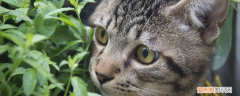 中国狸花猫多少钱一只 这只猫价钱非常划算了