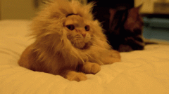 抑郁养猫还是养狗 宠物可辅助治疗抑郁症已被证实！