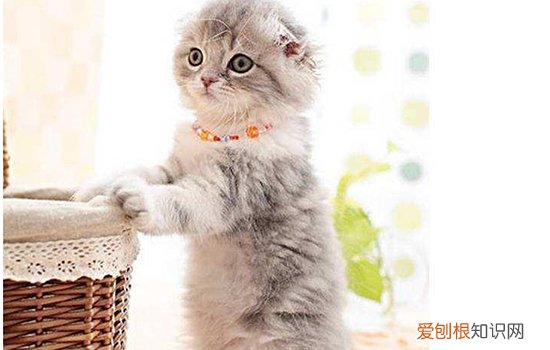 体型最小的猫 你听说过“阴沟猫”吗?