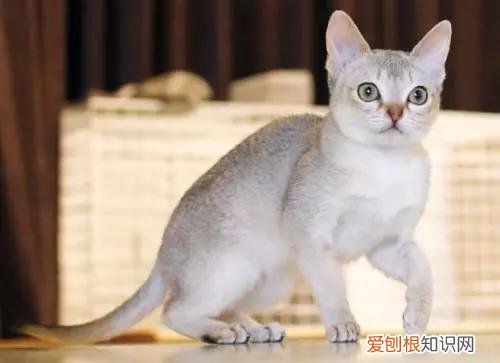 体型最小的猫 你听说过“阴沟猫”吗?