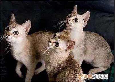 体型最小的猫 你听说过“阴沟猫”吗?