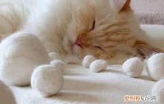 猫做绝育会胖吗 导致猫咪发胖的因素居然是主人…