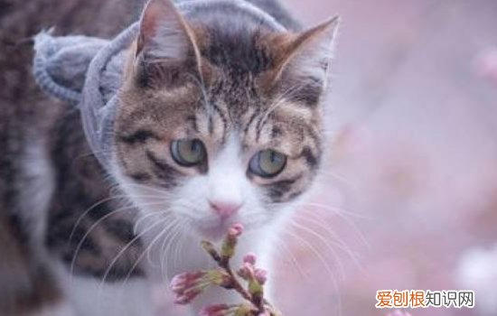 猫多久长全牙 猫长牙期间咬东西该怎么办？