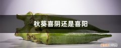 秋葵种植喜欢太阳吗 秋葵喜阴还是喜阳，秋葵对光照的要求