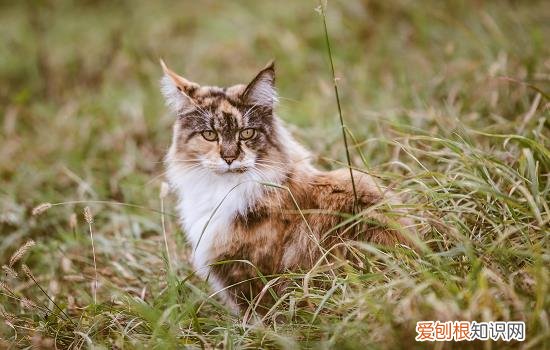 怎样预防猫应激反应 怎么预防猫咪得应激反应,怎么预防猫咪应激反应,如何预防应激反应