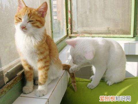 猫喜欢用尾巴拍人 猫为什么拿猫尾巴扫人