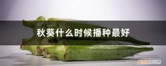 秋葵什么时候播种最好,秋葵一年种几次好 秋葵什么时候播种最好，秋葵一年种几次