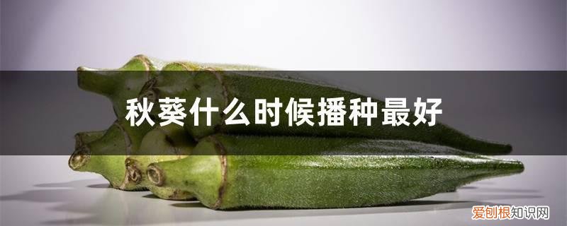 秋葵什么时候播种最好,秋葵一年种几次好 秋葵什么时候播种最好,秋葵一年种几次