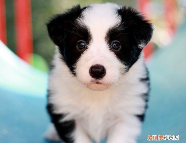 边境牧羊犬幼犬多少钱一只 边境牧羊犬幼犬一般多少钱一只
