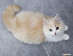 花花与三猫年糕是什么猫 就是可爱的金吉拉啦！
