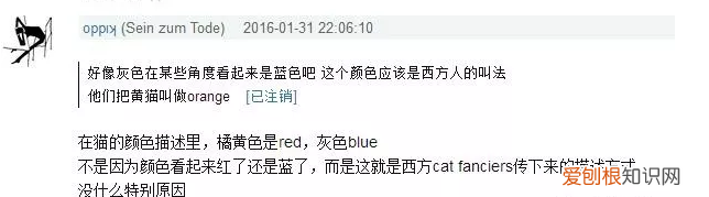 灰猫什么品种 明明是灰色为什么要叫蓝色？