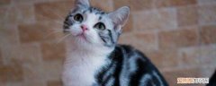 猫不屑一顾的原因是什么 你家的猫咪经常对你这样吗
