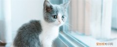 猫咪总是叼洗碗的抹布 猫为什么喜欢叼抹布