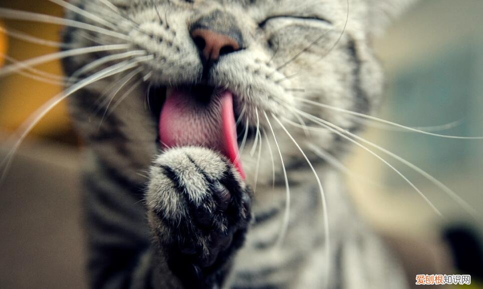 猫一直舔后背是什么原因 猫为什么把后背舔湿