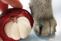 猫对山竹感兴趣嘛 猫为什么看见山竹特别疯狂