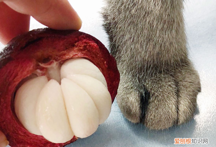猫对山竹感兴趣嘛 猫为什么看见山竹特别疯狂